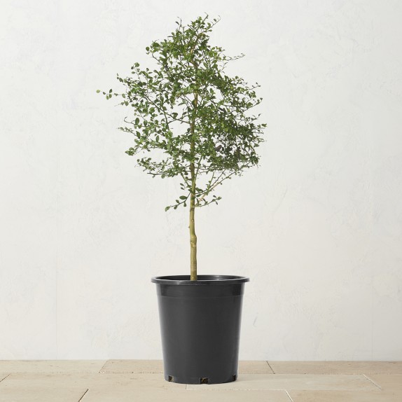 Root and Stock Sonoma Tall Cylinder Planter - Black