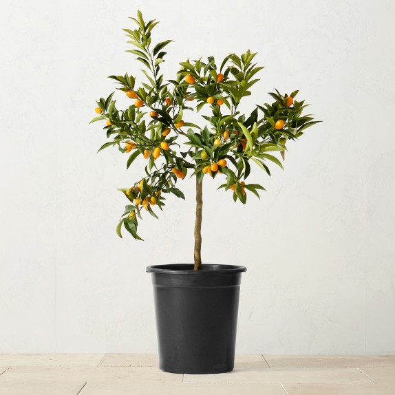 Owari Satsuma Semi-Dwarf Mandarin Tree For Sale