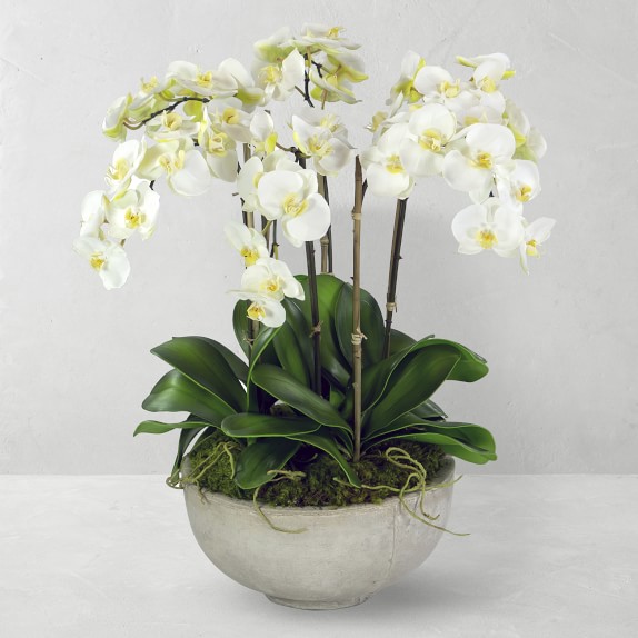 Jeff Leatham Faux Orchid in Bowl, 25